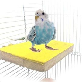 Colorful Bird Perch Stand Platform Natural Wood Playground Paw Grinding Clean for Pet Parrot Budgies Parakeet Cockatiels Conure Lovebirds Rat Mouse Cage Accessories Exercise Toys