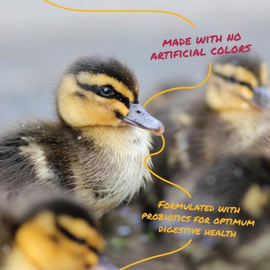 Manna Pro Duck Starter Grower Crumble | Non-Medicated Feed for Young Ducks | Supports Healthy Digestion