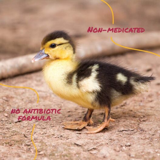 Manna Pro Duck Starter Grower Crumble | Non-Medicated Feed for Young Ducks | Supports Healthy Digestion
