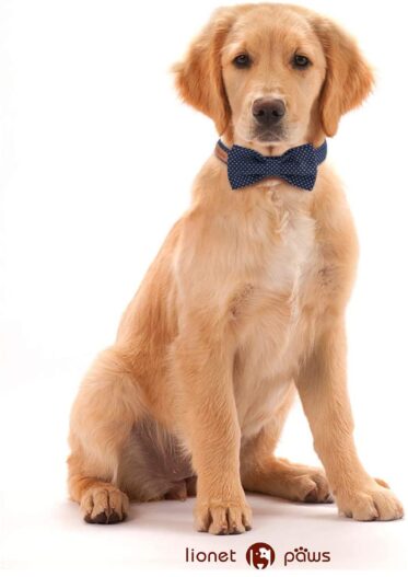 Lionet Paws Dog and Cat Collar with Bowtie,Soft and Comfortable,Adjustable Collar