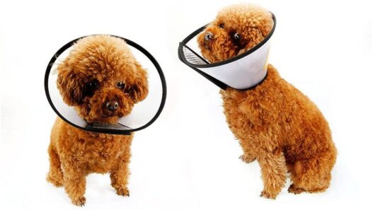 Vivifying Recovery Pet Cone, 8.1 Inches Lightweight Plastic Elizabethan Collar for Cats, Mini Dogs and Rabbits (Black)