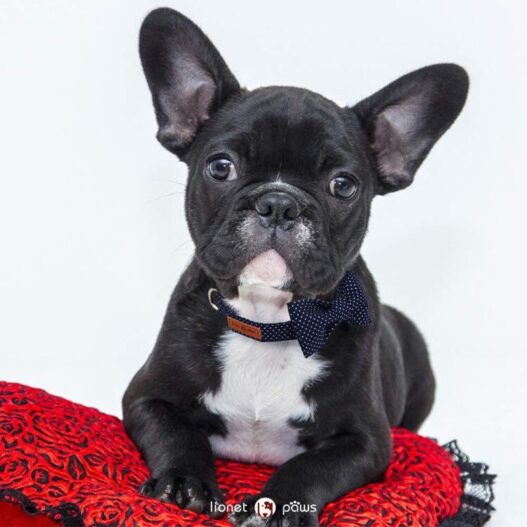 Lionet Paws Dog and Cat Collar with Bowtie,Soft and Comfortable,Adjustable Collar