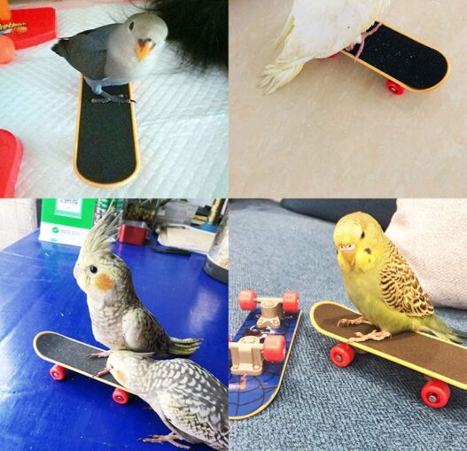 BWOGUE Bird Training Toys Mini Sneaker Skateboard Intelligence Training Rings Toy Parrot Foot Toys Bird Foraging Toys for Parakeet Cockatiel Conure Budgie African Grey Cockatoo Amazon