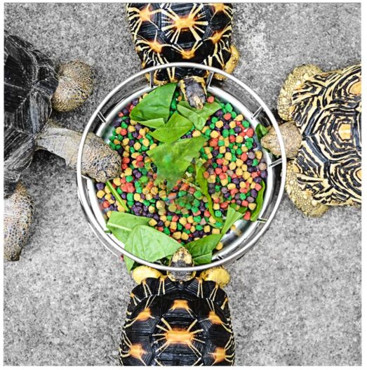 Wontee Tortoise Food Water Dish Feeder Bowl Stainless Steel Tray Dispenser for Lizard Turtle Chameleon Reptiles