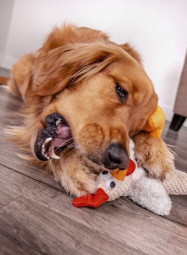 goDog Checkers Fat Rooster with Chew Guard Technology Tough Plush Dog Toy, White, Large (770882)