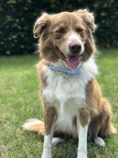 Unique style paws Pet Soft &Comfy Bowtie Dog Collar and Cat Collar Pet Gift for Dogs and Cats 6 Size and 7 Patterns