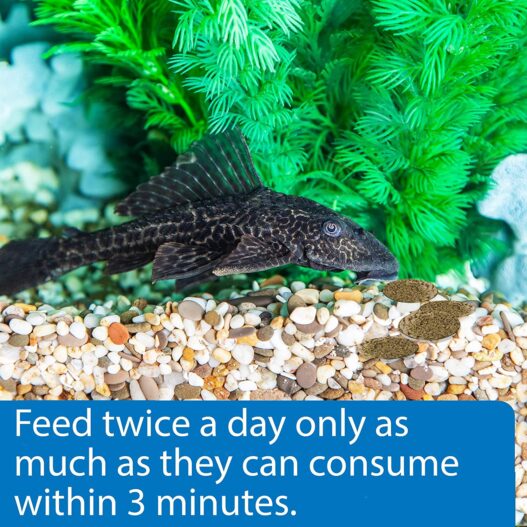 API Algae Eater Fish Food